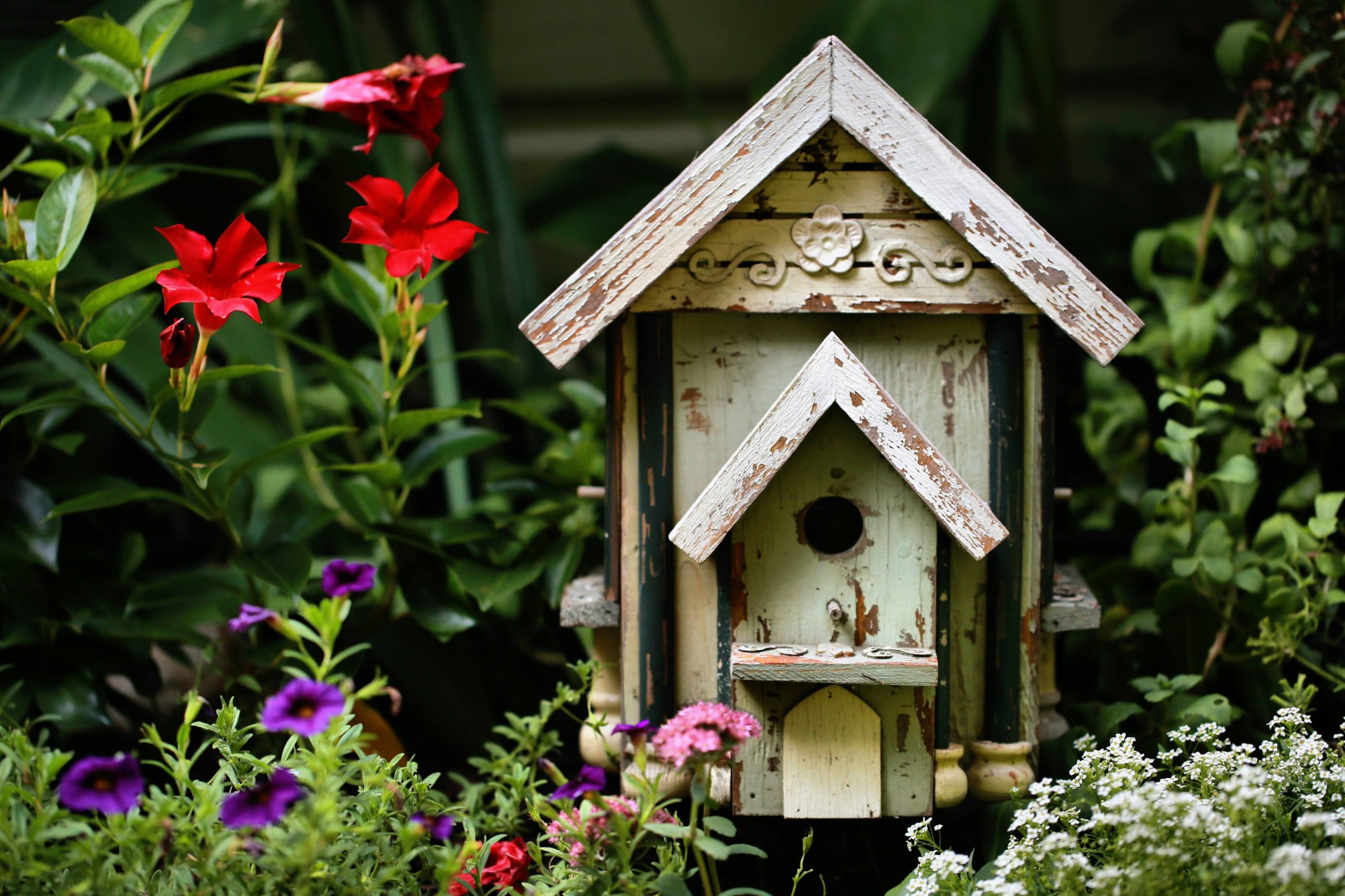 Building Nests featured img